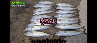 능포항!고등어가붙었네요!7/28일(따근한정보)