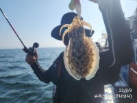 09/09[군산슈퍼스타]쭈꾸미 조황 248수 5.92kg(코너낚시)