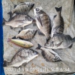 삼천포 내만권 감성돔