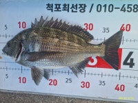 척포)최선장~감시 소식으로~