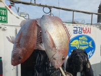 목포 금강낚시 만재도1박2일 조황