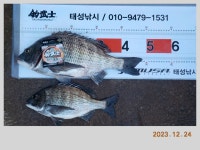 해금강 감성돔 49-47-46-46 외 잔당들