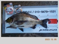 해금강 51 / 47 / 46 Cm 외 감성돔 소식