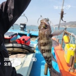 션피싱외줄낚시 | 낮볼락 카드 외줄 낚시