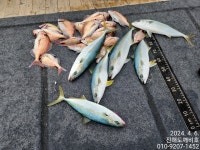 안경섬 참돔 부시리 돌돔 내일예약가능