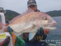 거제대어낚시 미친 참돔들7짜6짜6짜6짜5짜 초대박(실시간)