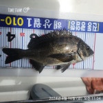 해상월1ᆢ감성돔 출조함니다!!(낼 예약가능)