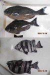 부산 다대포 대흥 낚시 조황