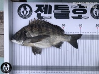 [거제 젠틀호] 감성돔 4짜외 13수 철수조황(낼 오전출조 예약가능)