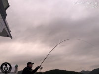 [거제 젠틀호] 감성돔 4짜외 13수 철수조황(낼 오전출조 예약가능)