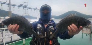 감성돔 .. (대풍년) 잔치가 벌어지고 있네요 감성돔 .. (대풍년) 잔치가 벌어지고 있네요