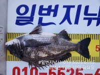 노도 일번지 조황입니다