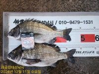 해금강 47,47,45,44 외 4짜 감성돔들 조황