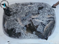 남해 미조 12/11 조항