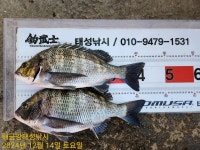 해금강 49Cm 47/45Cm 감성돔외 잔당들 조황입니다