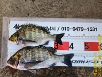 해금강 49Cm 47/45Cm 감성돔외 잔당들 조황입니다