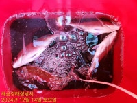 해금강 49Cm 47/45Cm 감성돔외 잔당들 조황입니다