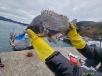 척포)최선장~대물 5짜(52,51)외 49,48,46,46,45,,,,,,