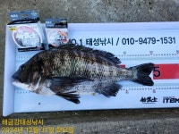 해금강 대물감성돔 51/51/47/46/45Cm외 잔당들
