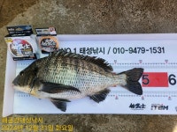 해금강 대물감성돔 51/51/47/46/45Cm외 잔당들