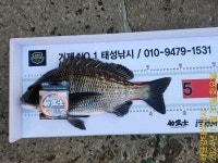 해금강 대물감성돔 51/51/47/46/45Cm외 잔당들