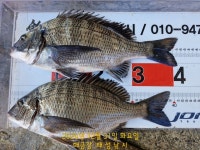 해금강 대물감성돔 51/51/47/46/45Cm외 잔당들