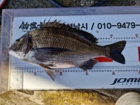 해금강 대물감성돔 51/51/47/46/45Cm외 잔당들