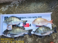 해금강 대물감성돔 51/51/47/46/45Cm외 잔당들