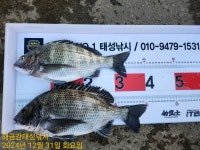 해금강 대물감성돔 51/51/47/46/45Cm외 잔당들