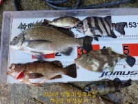 해금강 대물감성돔 51/51/47/46/45Cm외 잔당들