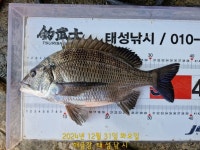 해금강 대물감성돔 51/51/47/46/45Cm외 잔당들