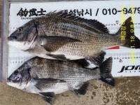 해금강 감성돔 49/47Cm외 4짜 조황
