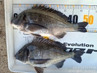 오늘도 꼬끼오~~~