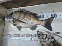 감시를 5짜와 4짜.