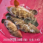 볼락 씨알이 최고!