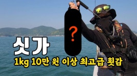 횟집에 잘 안 파는 최고급 어종 시즌 스타트 #외수질 #붉바리 #지아이글로벌