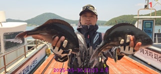 {구을비도} 긴꼬리 43 42 41 41 41 40 40...참돔7짜급. 돌돔 {구을비도} 긴꼬리 43 42 41 41 41 40 40...참돔7짜급. 돌돔