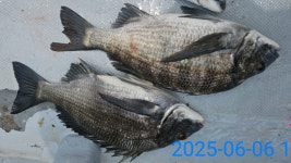 뉴에이스 오늘 감성돔 4짜 조황