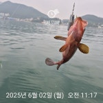 낮볼락 낚시
