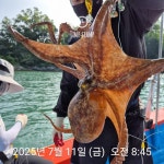 문어 초보자 분들 독배!
