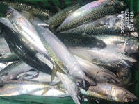 8/19일, 야간 시장 고등어 70~100 마리조황,