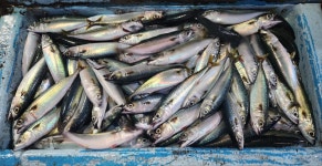 순찬선상낚시터 고등어