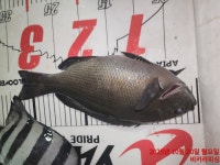 전원손맛~6방.5방.5방.3방.2방.2방~돌겠네ㅠ