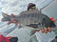 《감성돔 》47까지 4짜3짜외 마릿수 대물 3방 팅팅