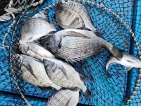 하동 피싱호 잡은놈 보다 터트린 놈이 더많아