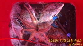 글로리호 11월 28일 조황입니다