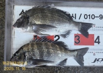 해금강 감성돔 49/47Cm 이하 잔당들