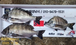 해금강 감성돔 49/47Cm 이하 잔당들