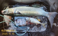 해금강 감성돔 49/47Cm 이하 잔당들