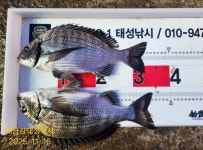 해금강 감성돔 49/47Cm 이하 잔당들